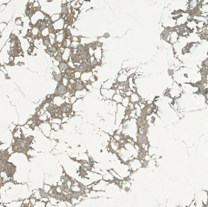 Arctic Arabescato - quartz countertop